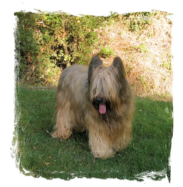 Syrah des Plaines de Brotonne