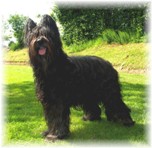 Tyskaleeh vodka de la maison de suzie