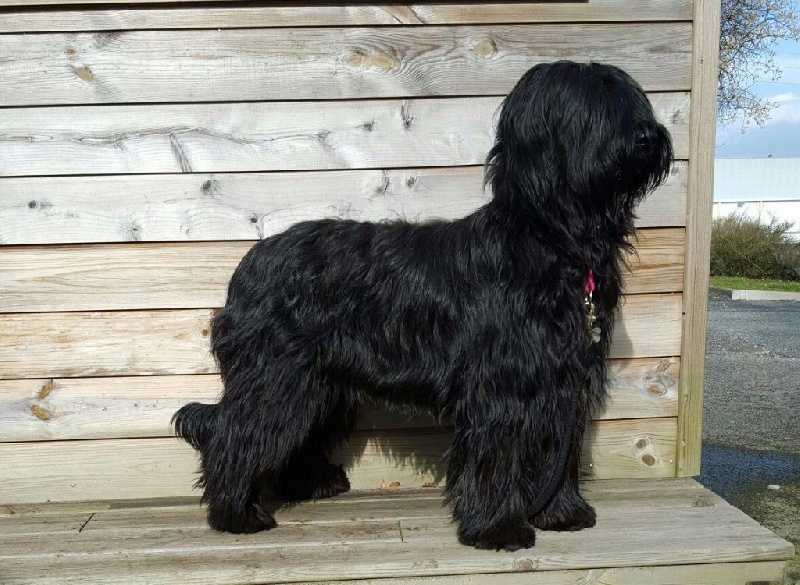 Zaphyra black ikon dalido